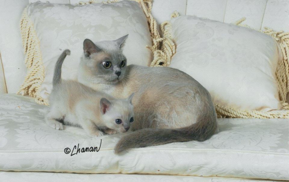 Giselle and platinum kitten